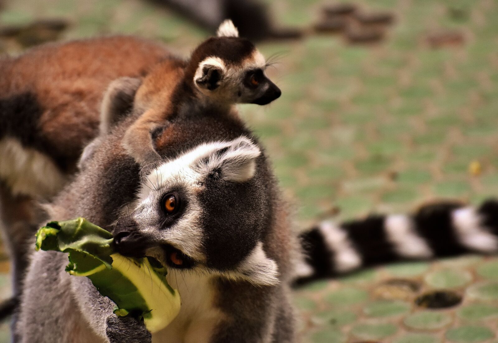 Nikon D7200 sample photo. Monkey, lemur, cute photography