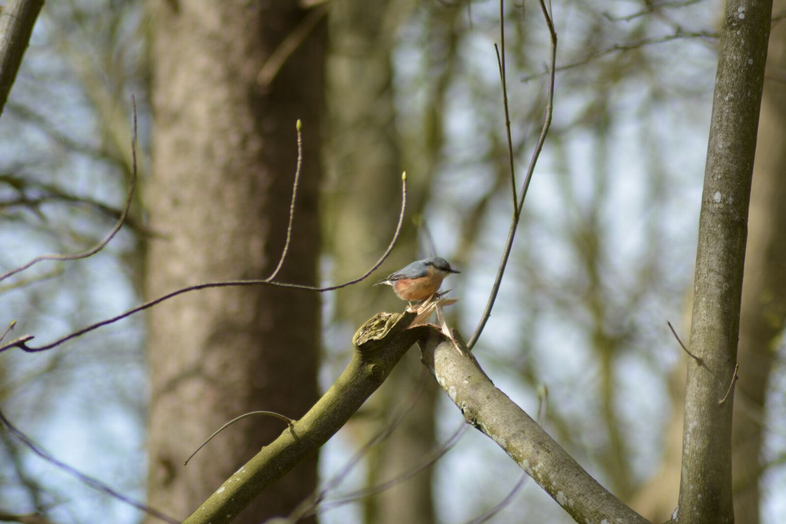 Nikon D5200 sample photo. Bird, sunshine, forest photography