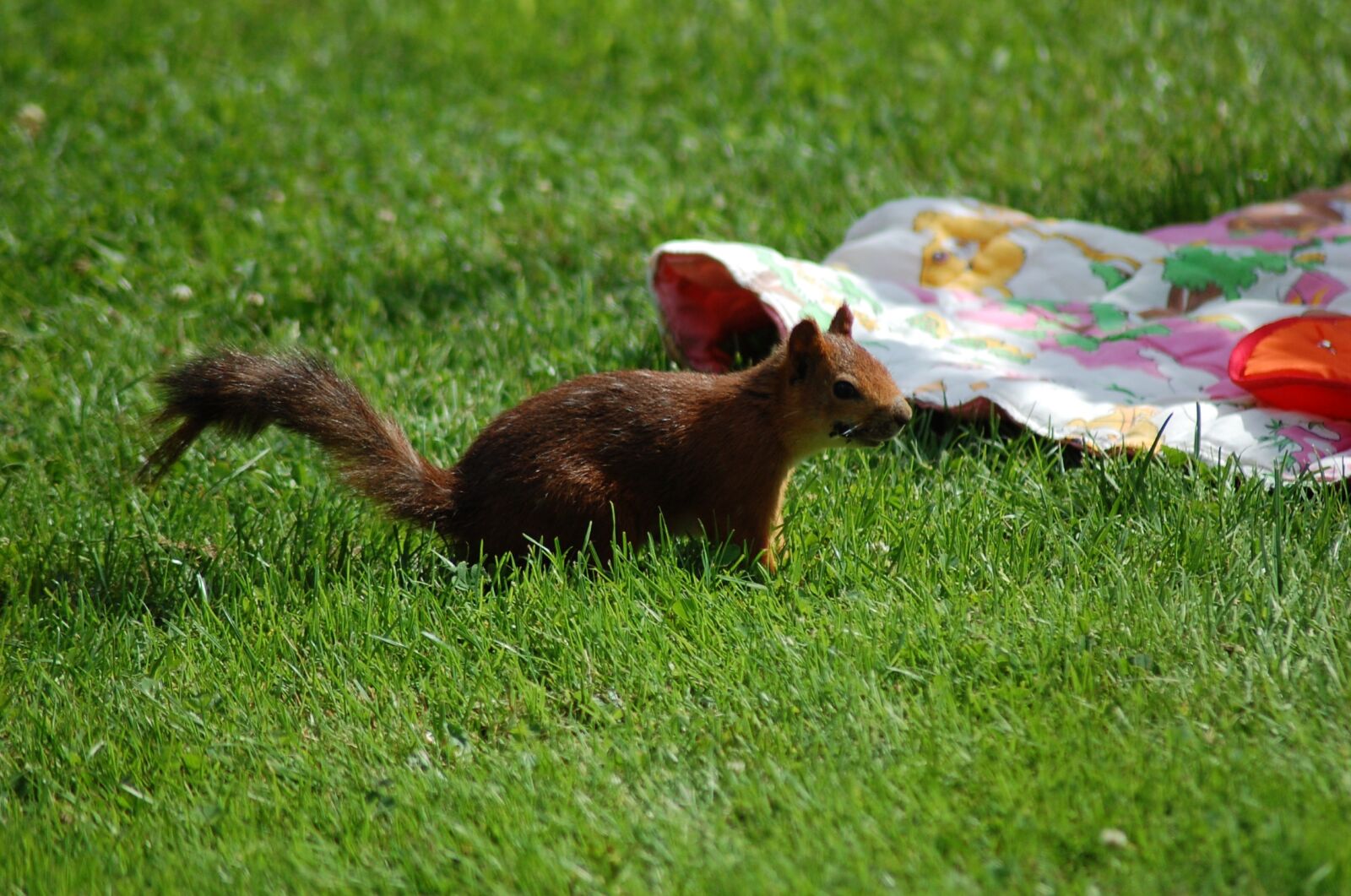 Nikon D40 sample photo. Squirrel, food thief, brown photography