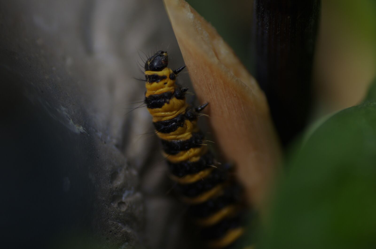 Pentax K-5 sample photo. Caterpillar, plant, nature photography