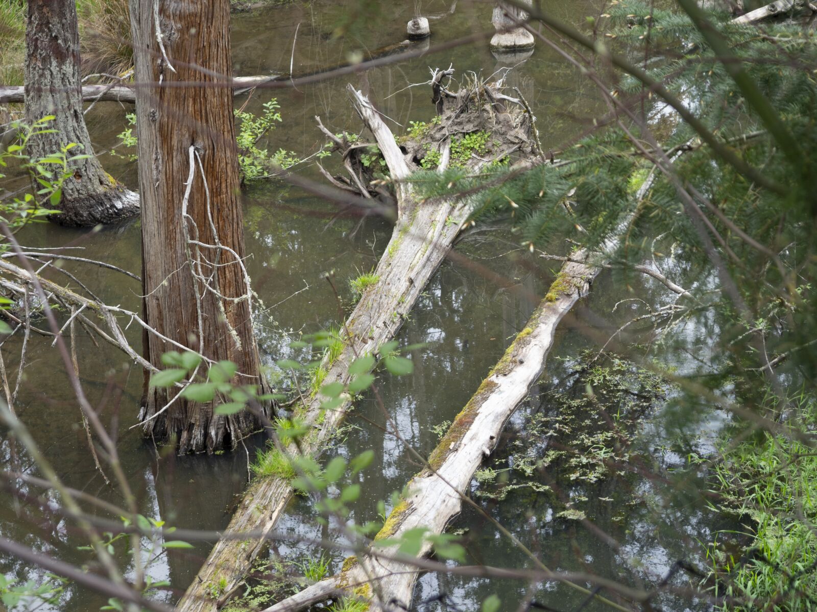Olympus OM-D E-M10 II sample photo. Wetland, swamp, wetlands photography
