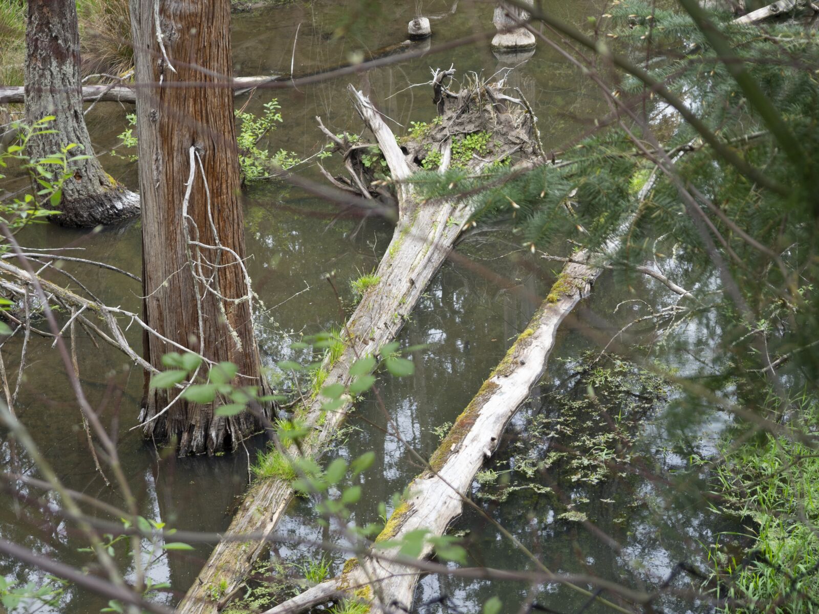 Olympus OM-D E-M10 II + Olympus M.Zuiko Digital 14-42mm F3.5-5.6 II R sample photo. Wetland, swamp, wetlands photography