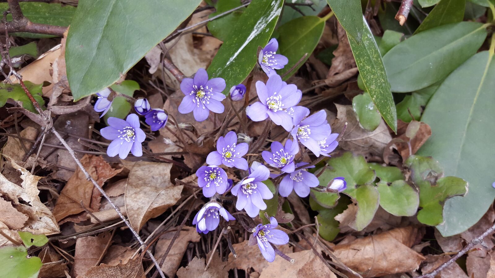 Samsung Galaxy S6 sample photo. Hepatica, spring, pennywort photography