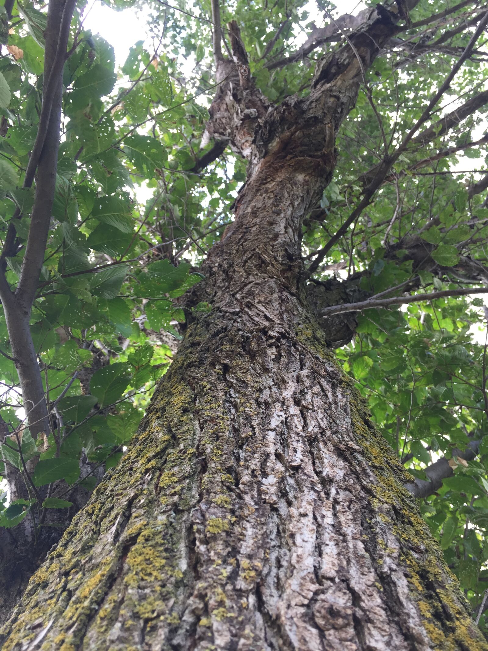 iPhone 6 back camera 4.15mm f/2.2 sample photo. Tree photography
