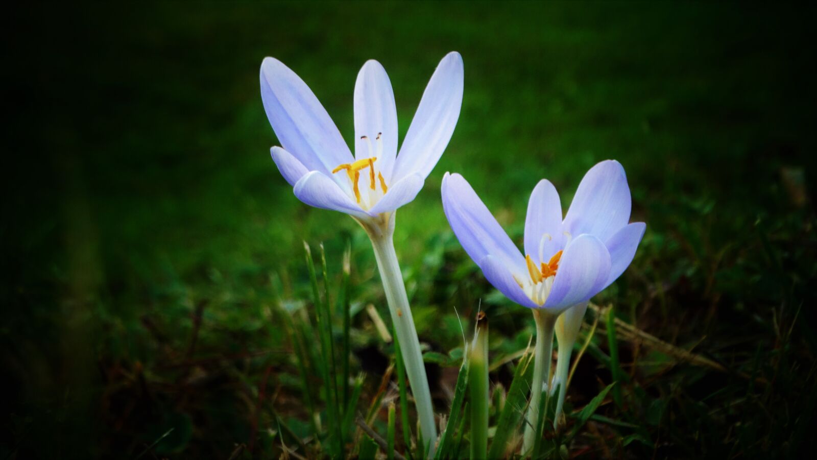 Sony Cyber-shot DSC-HX300 sample photo. Flower, plant, spring photography