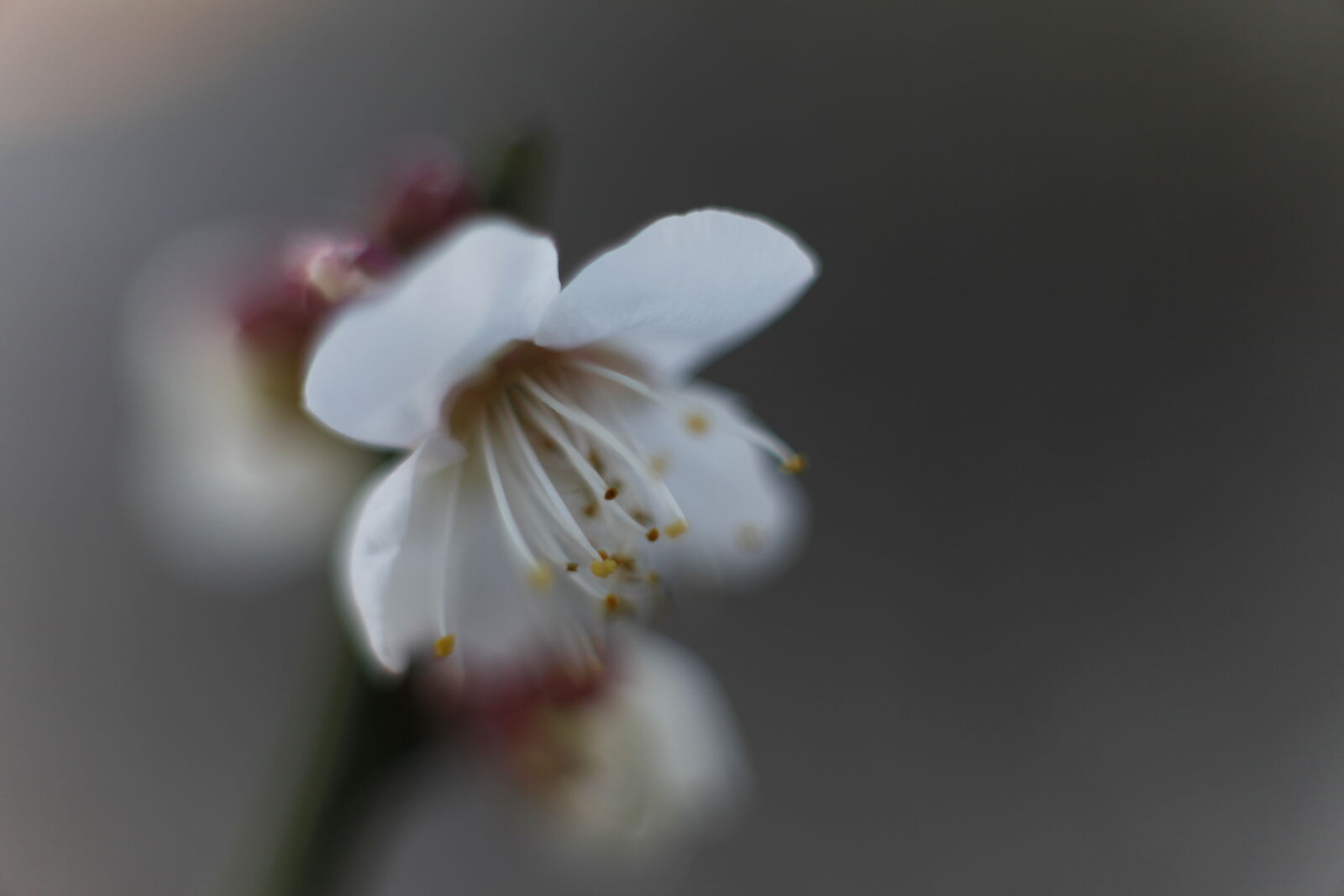 Canon EOS 5D Mark II sample photo. Beautiful, flowers, bokeh, macro photography