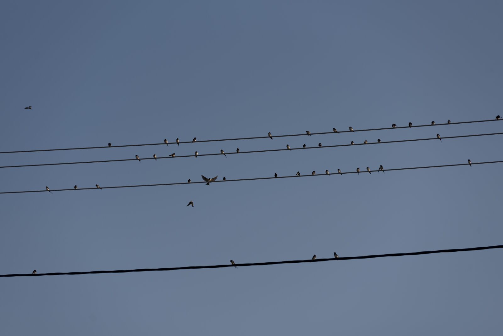 Nikon D750 sample photo. Swallows, birds, swallow photography
