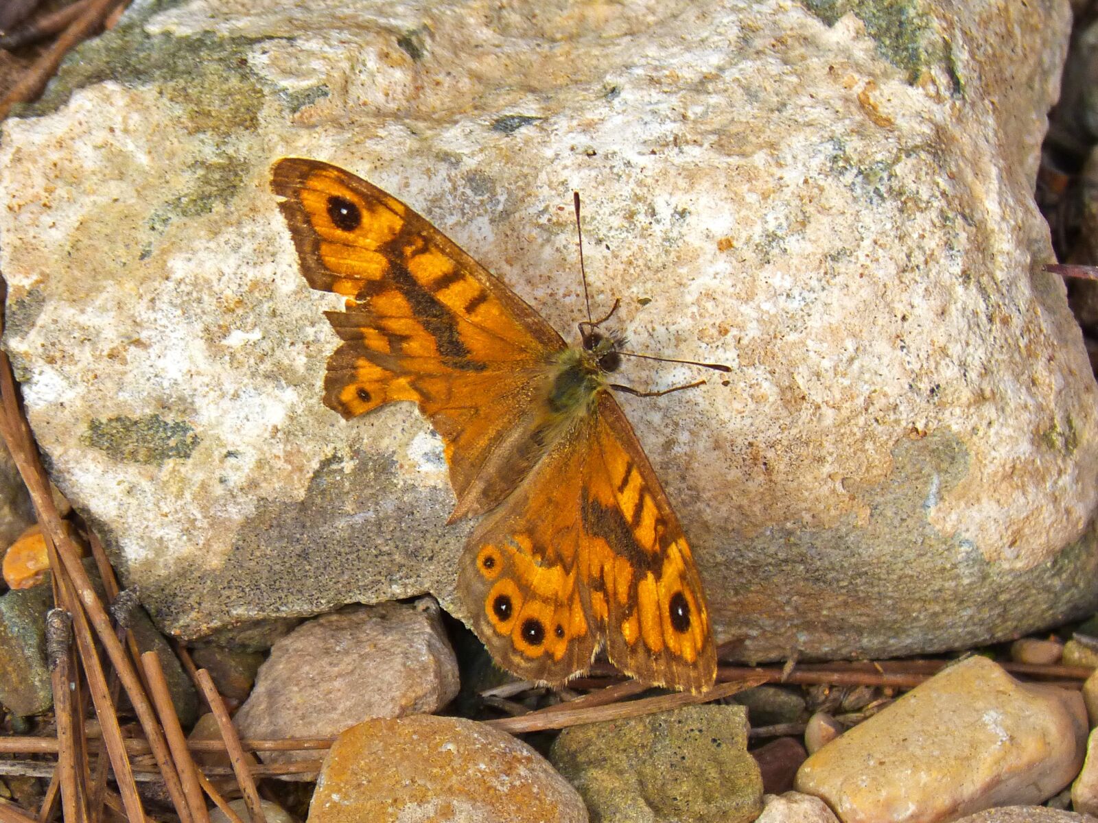 Panasonic DMC-FZ62 sample photo. Monarch butterfly, orange, detail photography