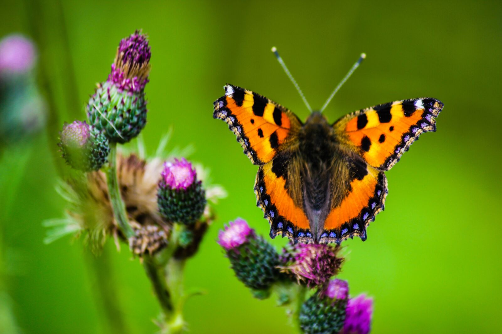 Canon EOS 550D (EOS Rebel T2i / EOS Kiss X4) sample photo. Butterfly, flowers, insect photography