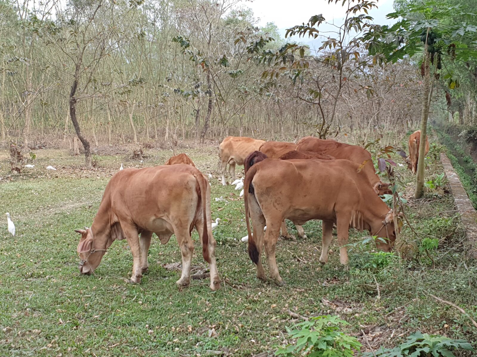Samsung Galaxy Note9 sample photo. Cattle, taiwan yellow cattle photography