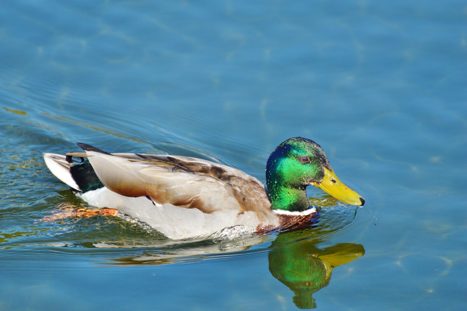 Nikon D3200 sample photo. Ducks, waterfowl, mallard photography