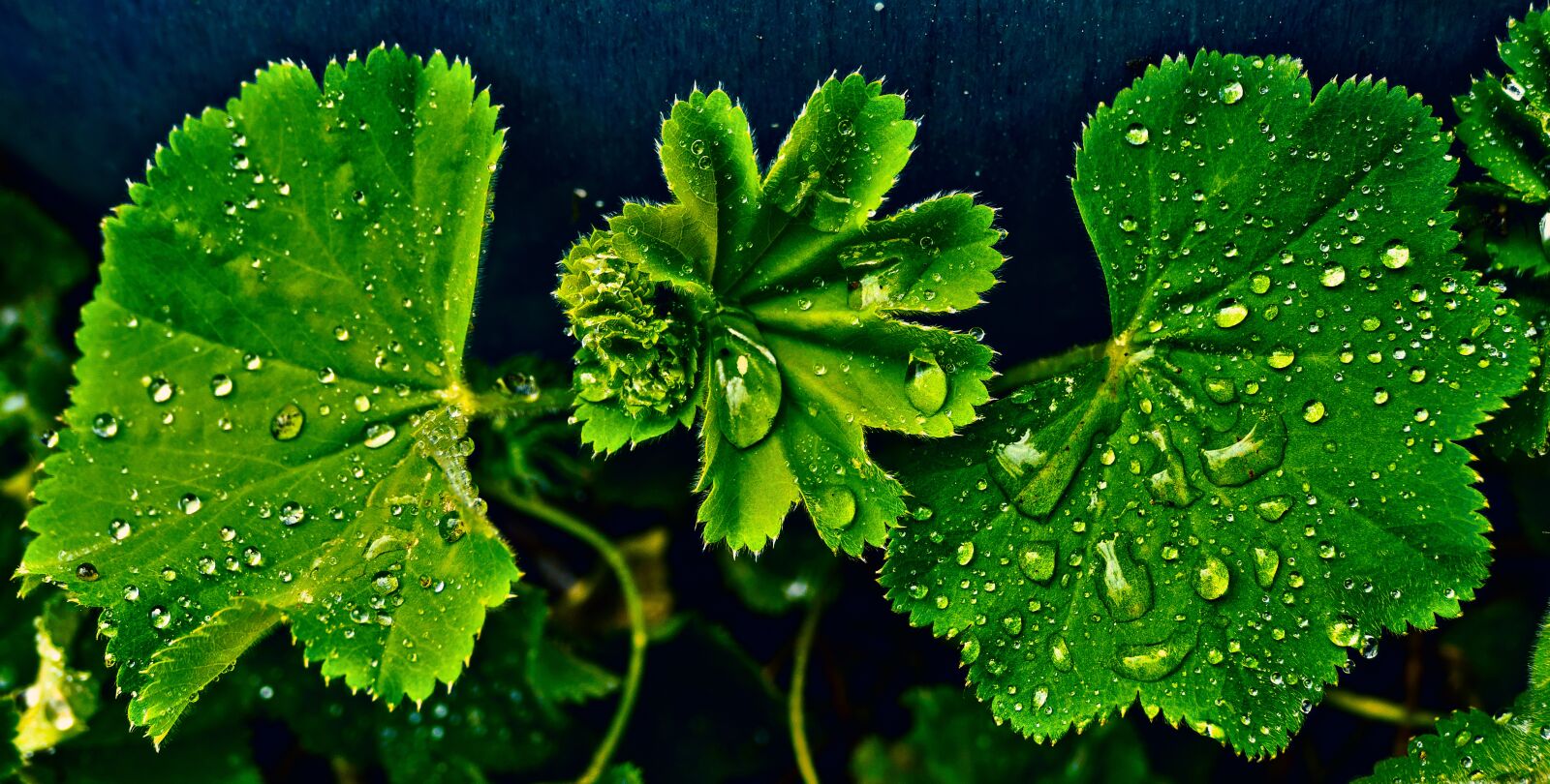 Panasonic Lumix DMC-FZ1000 sample photo. Leaf, drip, wet photography