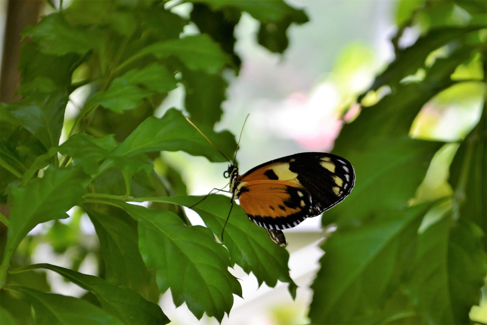 Nikon D3100 sample photo. Monarch butterfly, insect, flowers photography