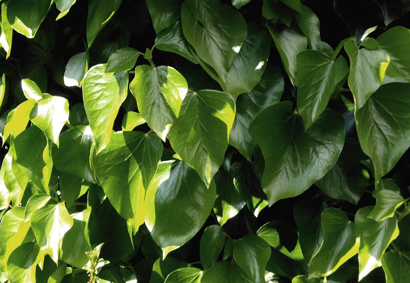 Olympus VR330,D730 sample photo. Leaves, light, sun photography