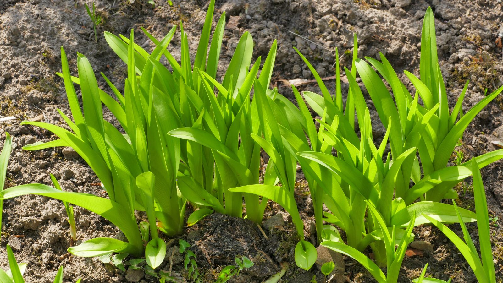 Panasonic Lumix DMC-FZ1000 sample photo. Green, spring, garden photography