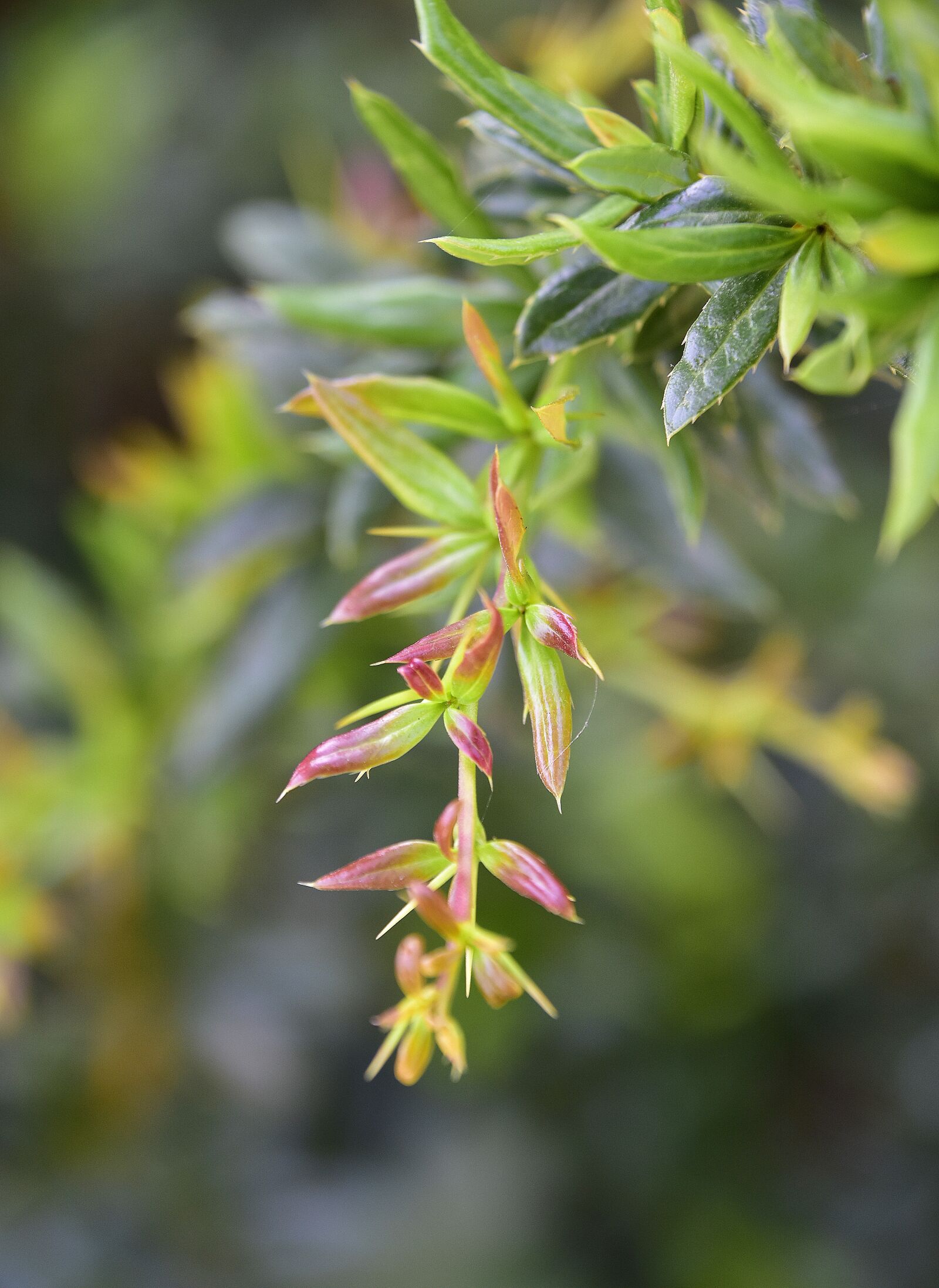 Nikon D7200 sample photo. Flower, garden, plant photography