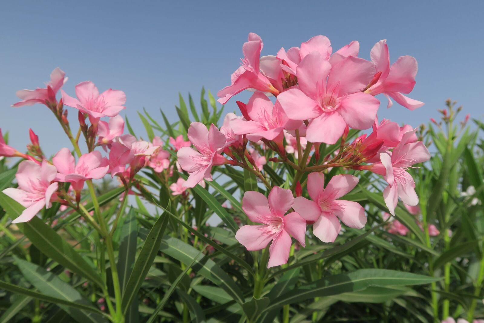 Canon PowerShot G7 X sample photo. Flower, nature, plant photography