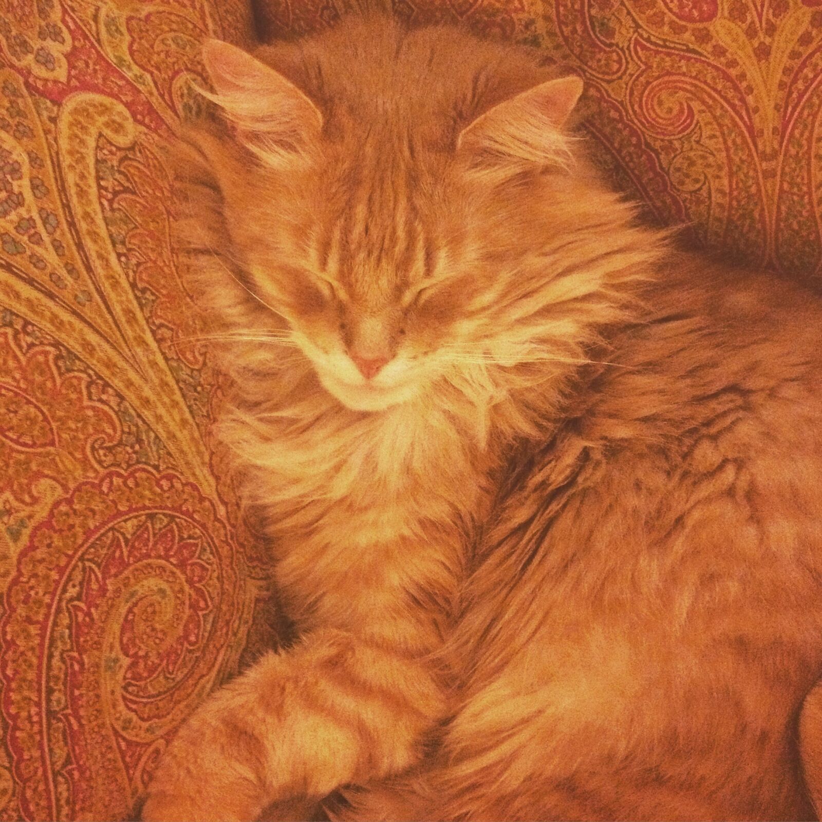 Apple iPhone 4S sample photo. Calm, cat, fluffy, orange photography