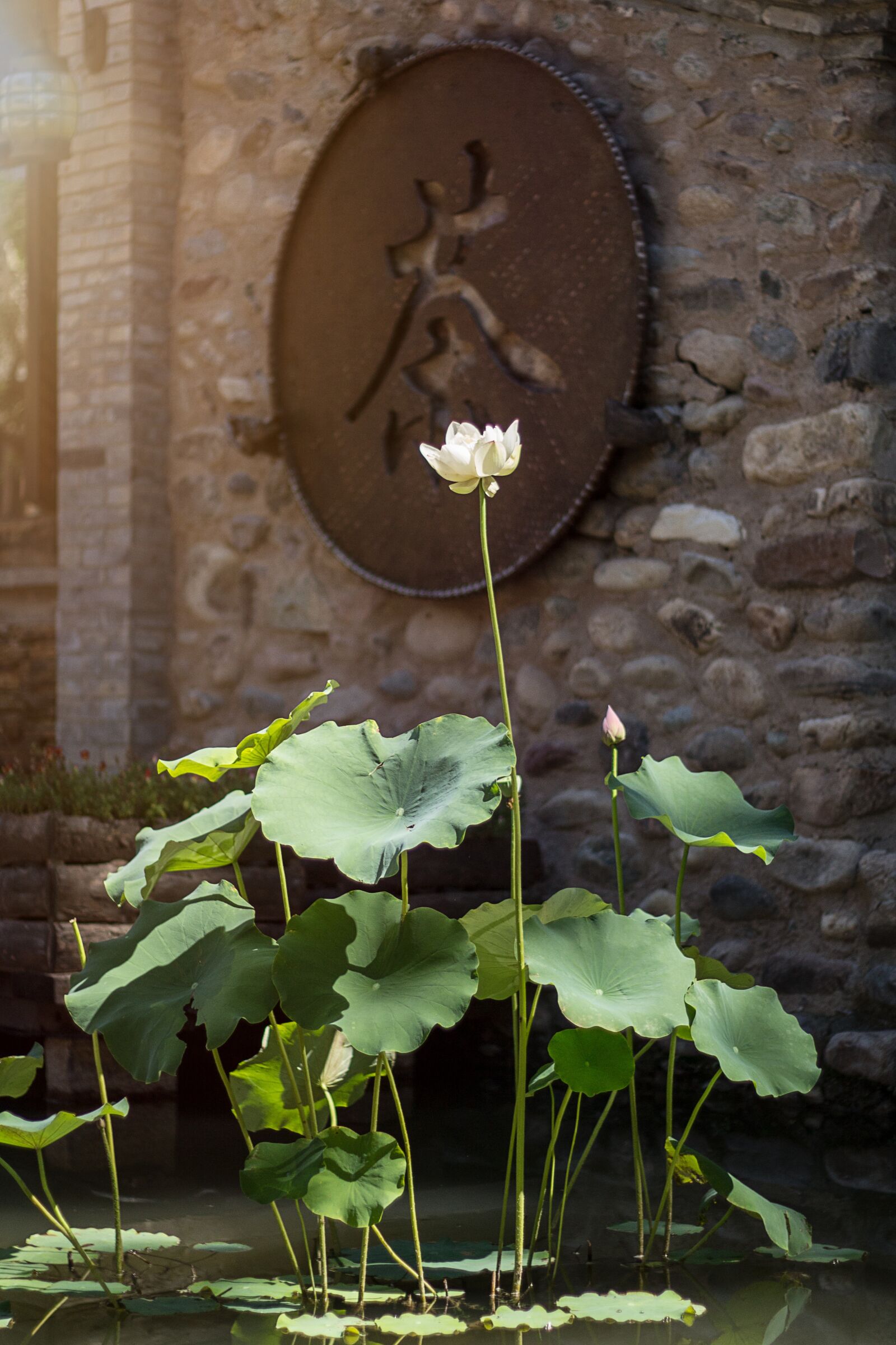 Canon EOS 700D (EOS Rebel T5i / EOS Kiss X7i) + Canon EF 50mm F1.8 II sample photo. Water lily, water, pond photography