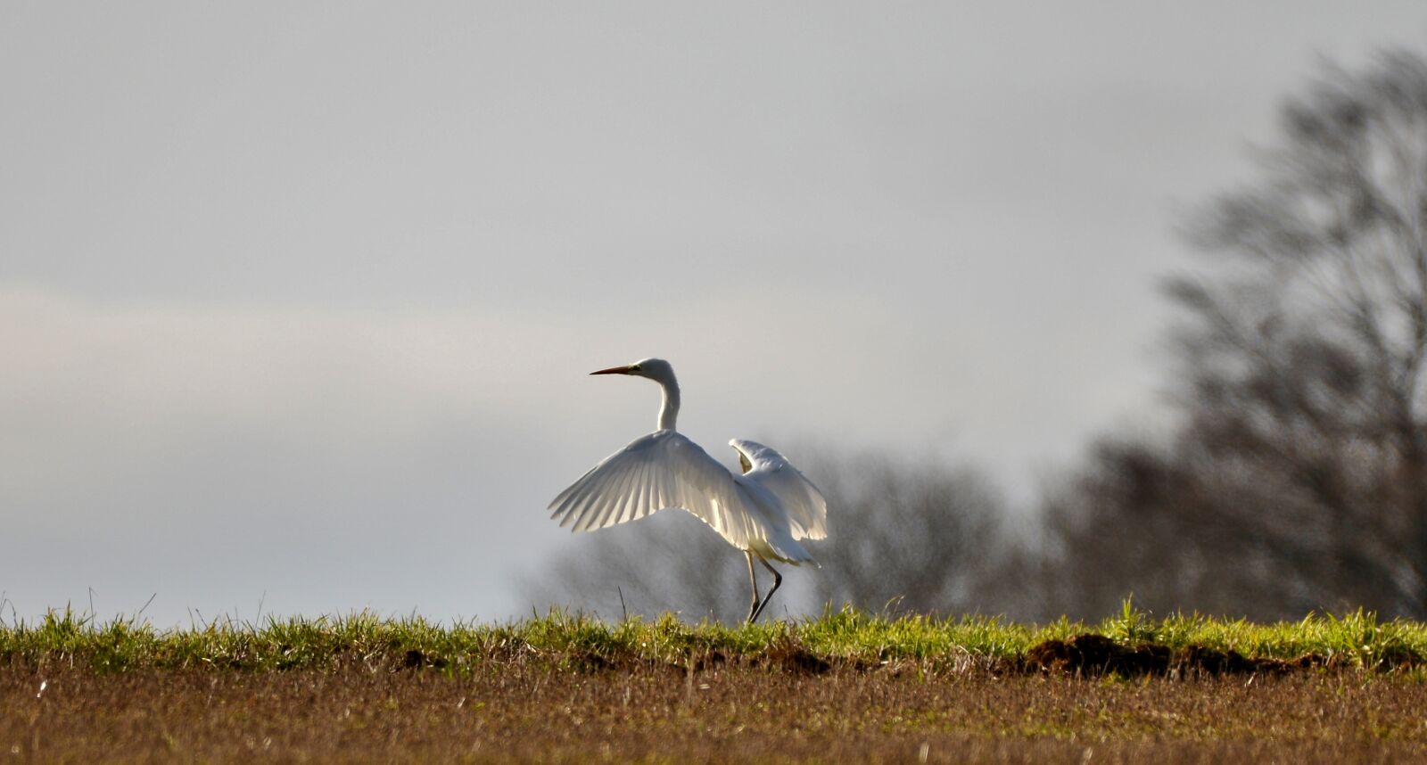 Nikon D600 sample photo. Egret, bird, feathers photography