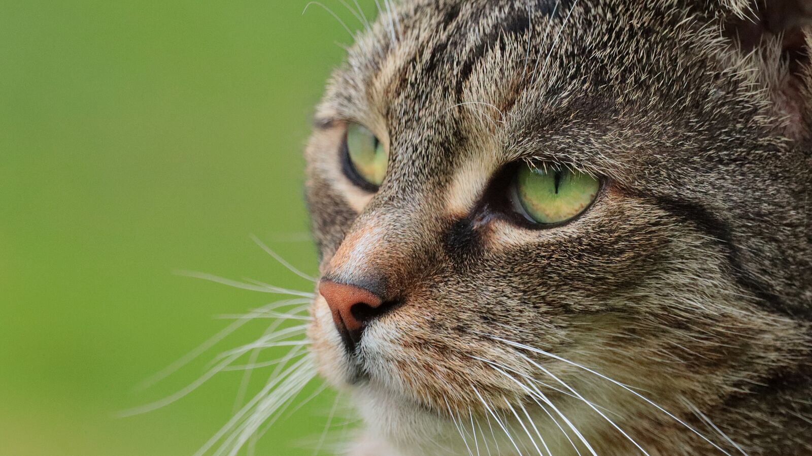 150-600mm F5-6.3 DG OS HSM | Contemporary 015 sample photo. Cat, animal, pet photography