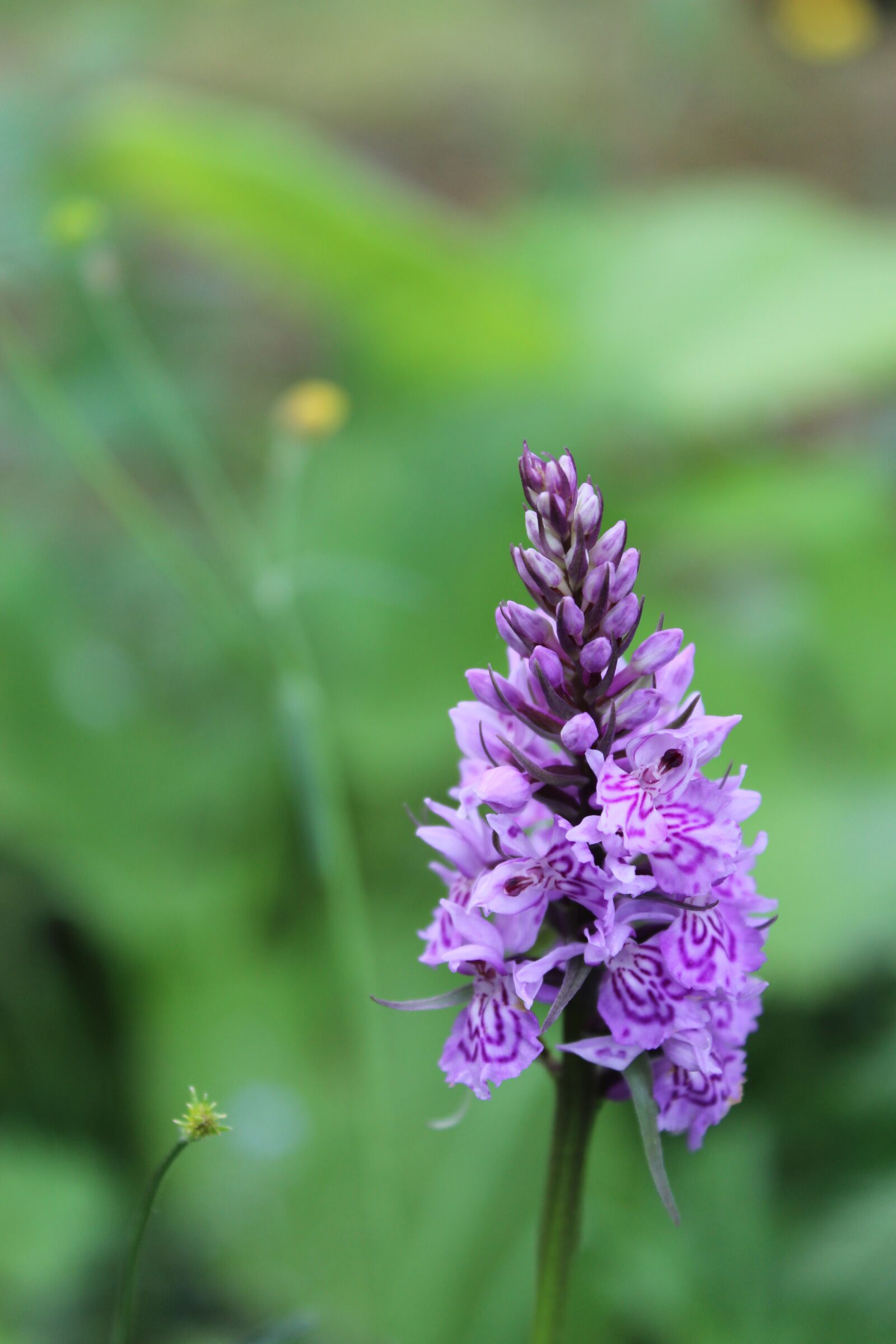Canon EOS 600D (Rebel EOS T3i / EOS Kiss X5) sample photo. Flower, botanic, floral photography