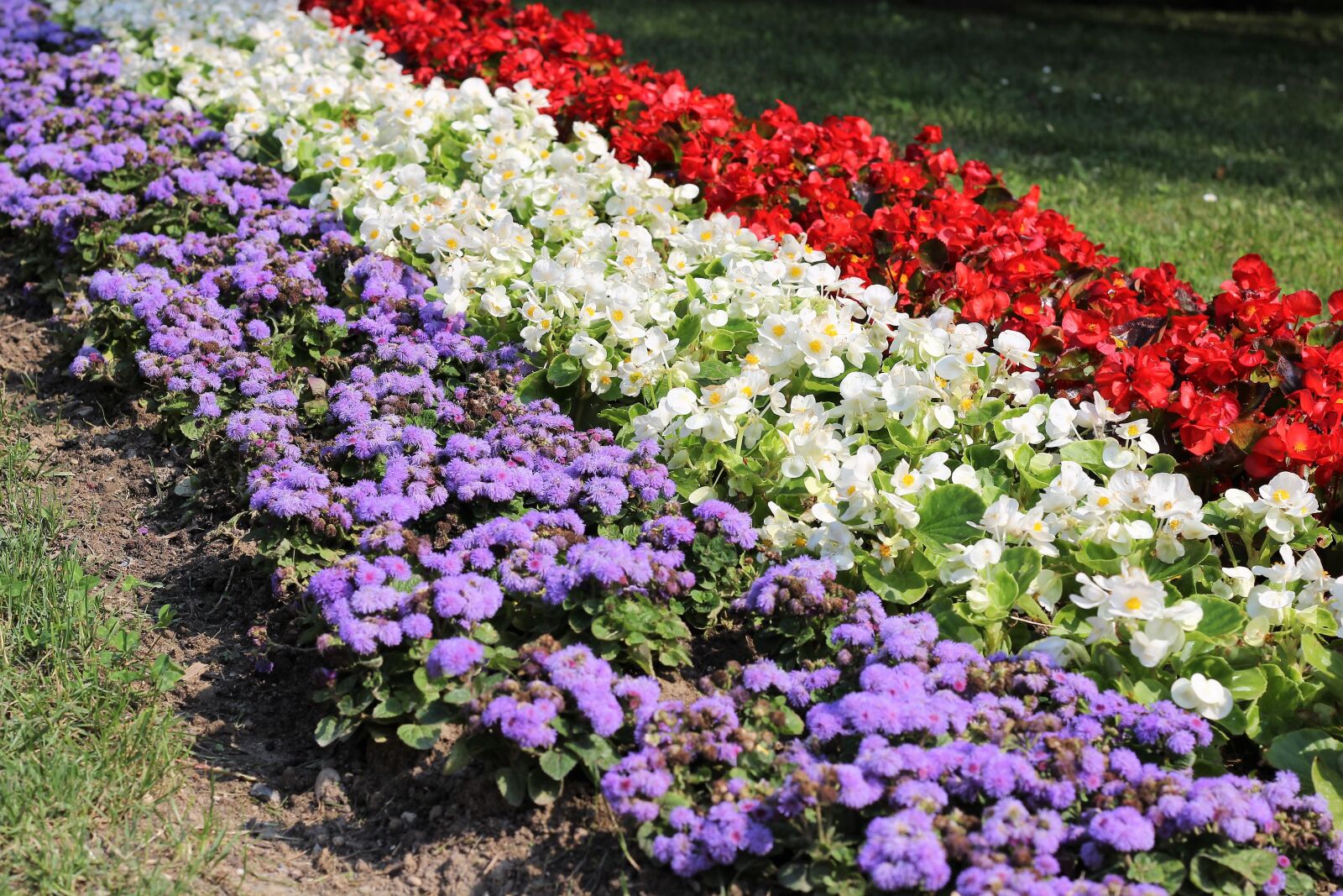 Canon EOS 600D (Rebel EOS T3i / EOS Kiss X5) + Canon EF 50mm F1.8 II sample photo. Flower exhibition, colorful, blue photography