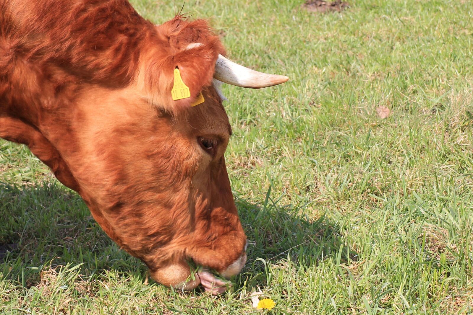 Canon EOS 1100D (EOS Rebel T3 / EOS Kiss X50) sample photo. Beef, long horn, graze photography