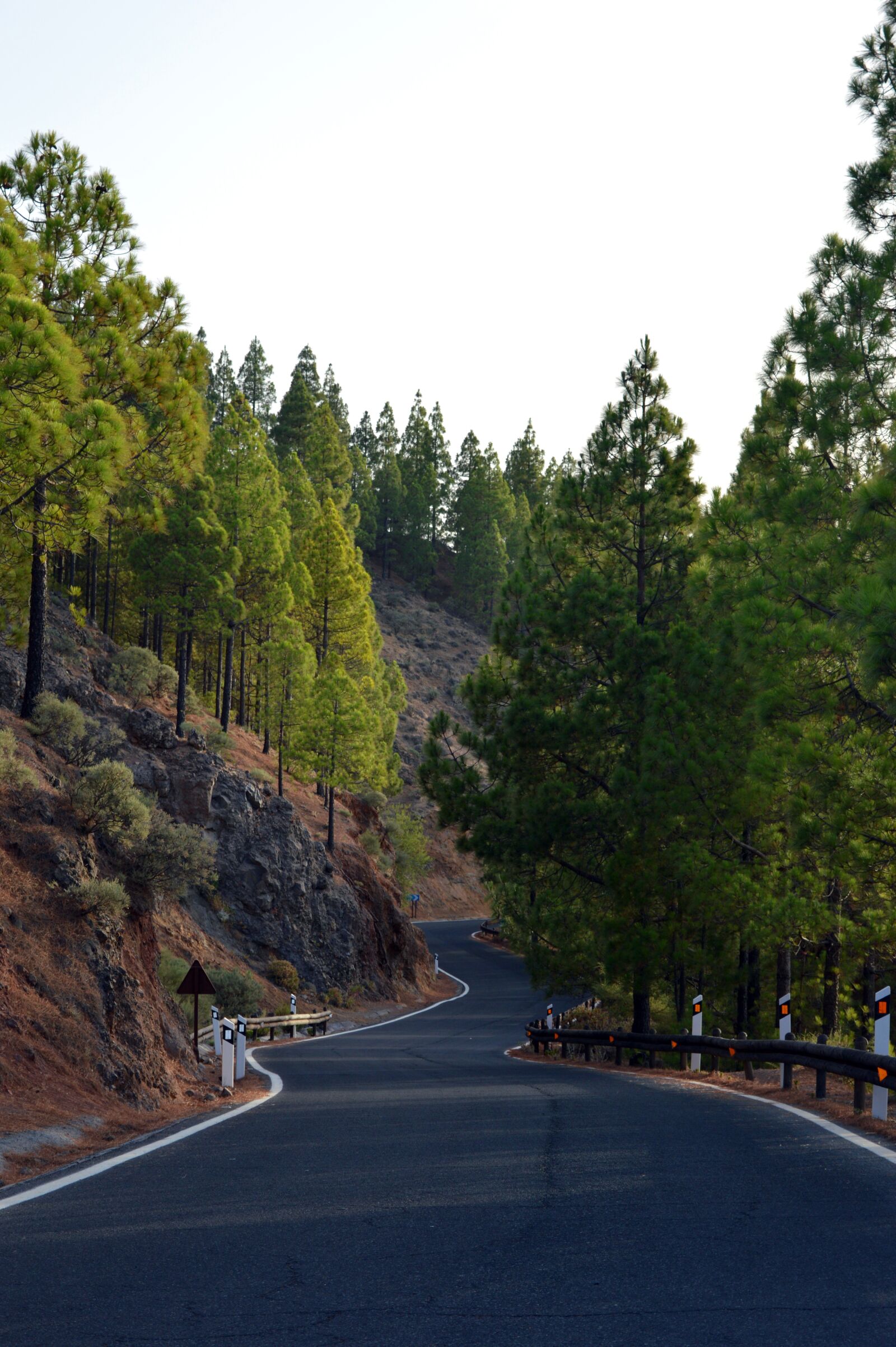 Nikon D3200 sample photo. Road, perspective, tree photography