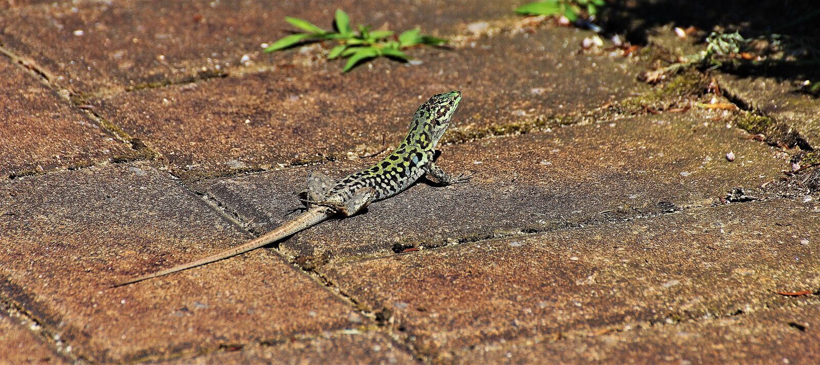 Canon EOS 60D sample photo. Lizard, reptile, animal photography