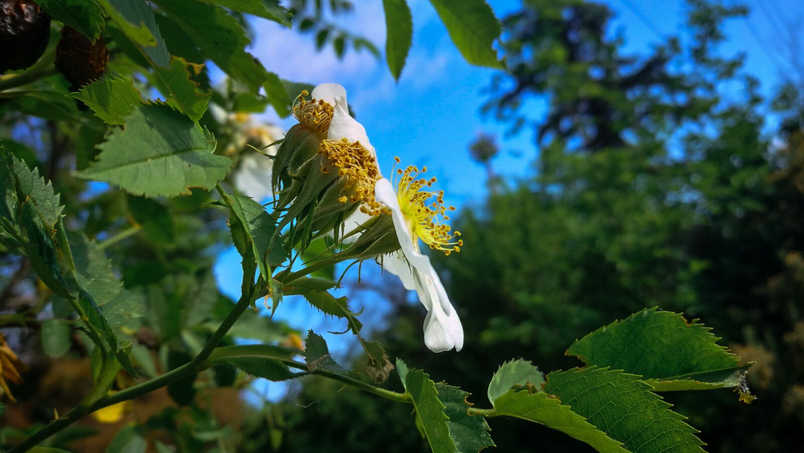 HUAWEI P9 sample photo. Spring, flowering, nature photography