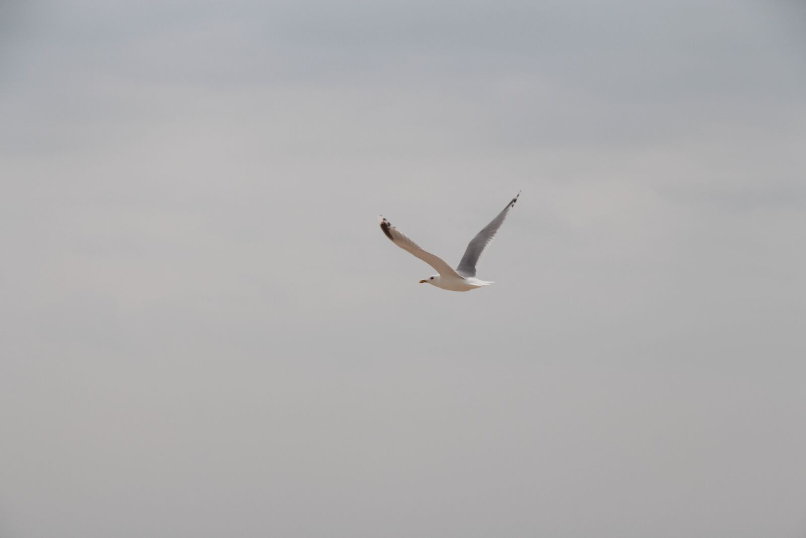 Canon EOS 650D (EOS Rebel T4i / EOS Kiss X6i) sample photo. Gull, sea, sky photography