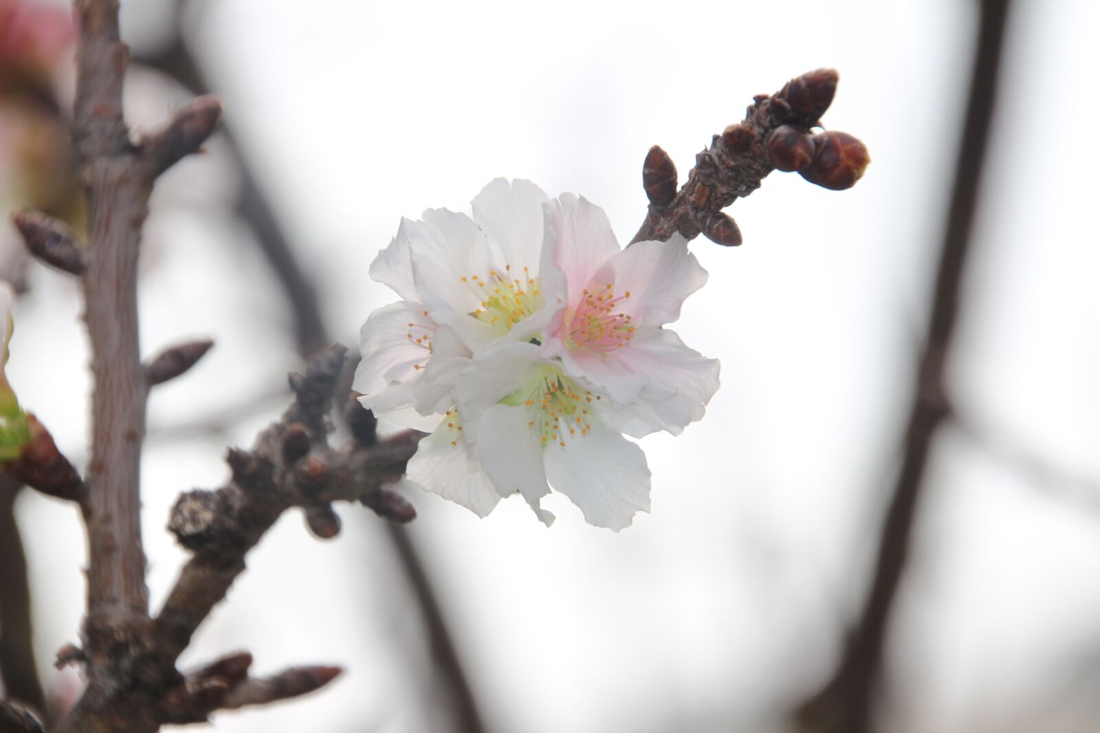 Canon EOS 700D (EOS Rebel T5i / EOS Kiss X7i) sample photo. Plum blossom, flower, white photography