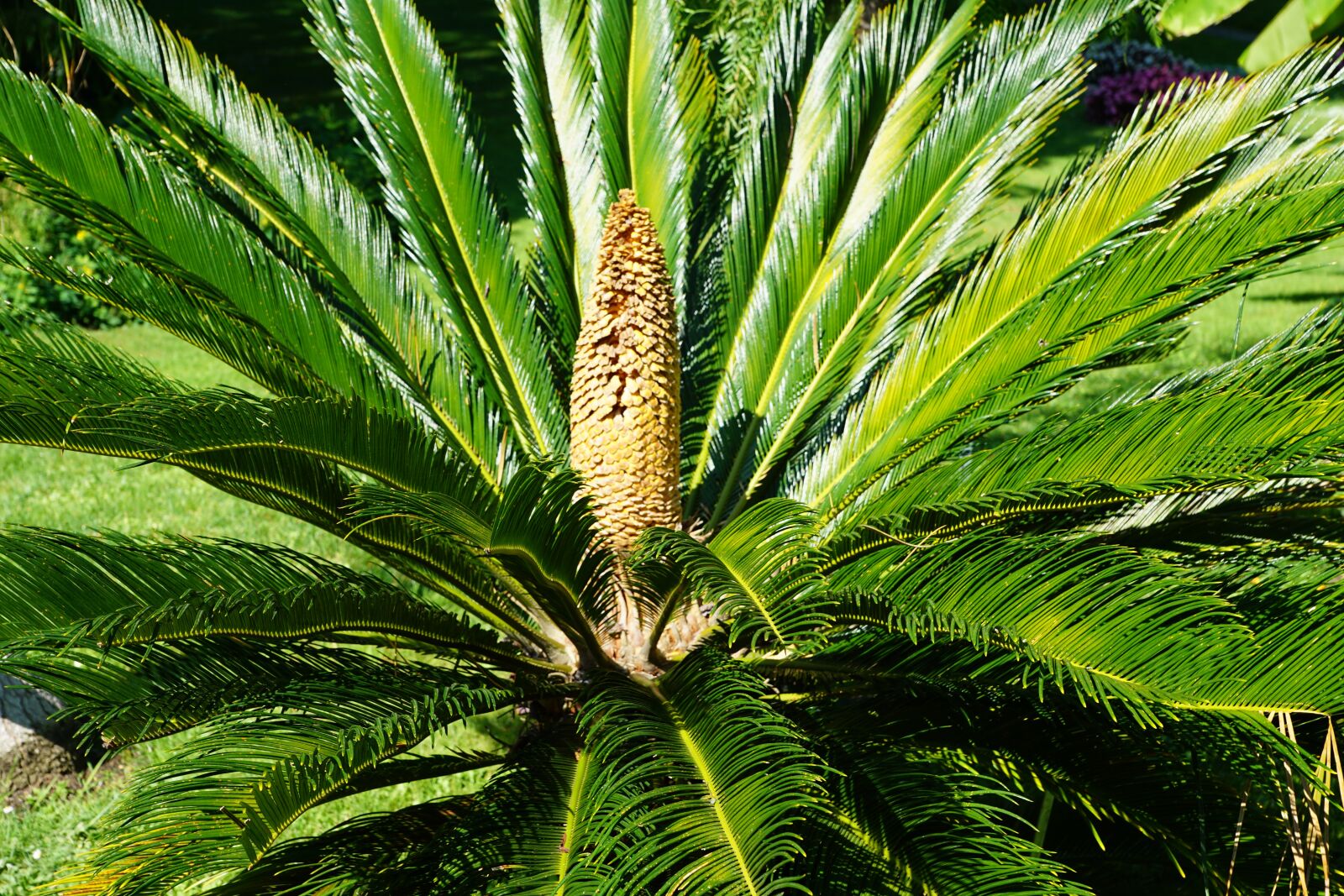 Sony DT 16-50mm F2.8 SSM sample photo. Palm, green, plant photography