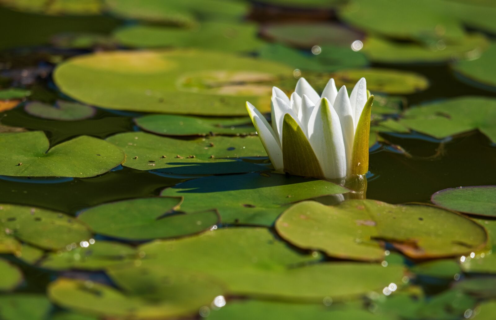Fujifilm X-T3 sample photo. Water lily, blossom, bloom photography
