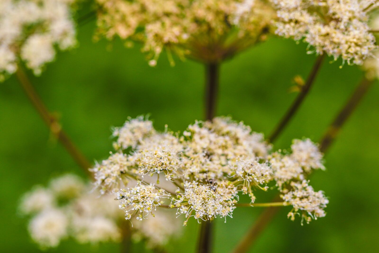 Canon EOS 7D Mark II sample photo. Plant, growth, summer photography
