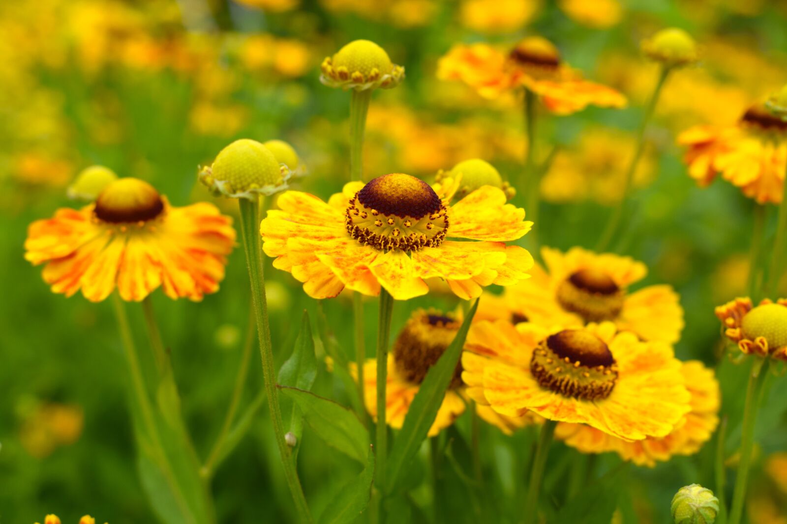 Nikon D3300 sample photo. Sneezeweed, yellow, flower photography