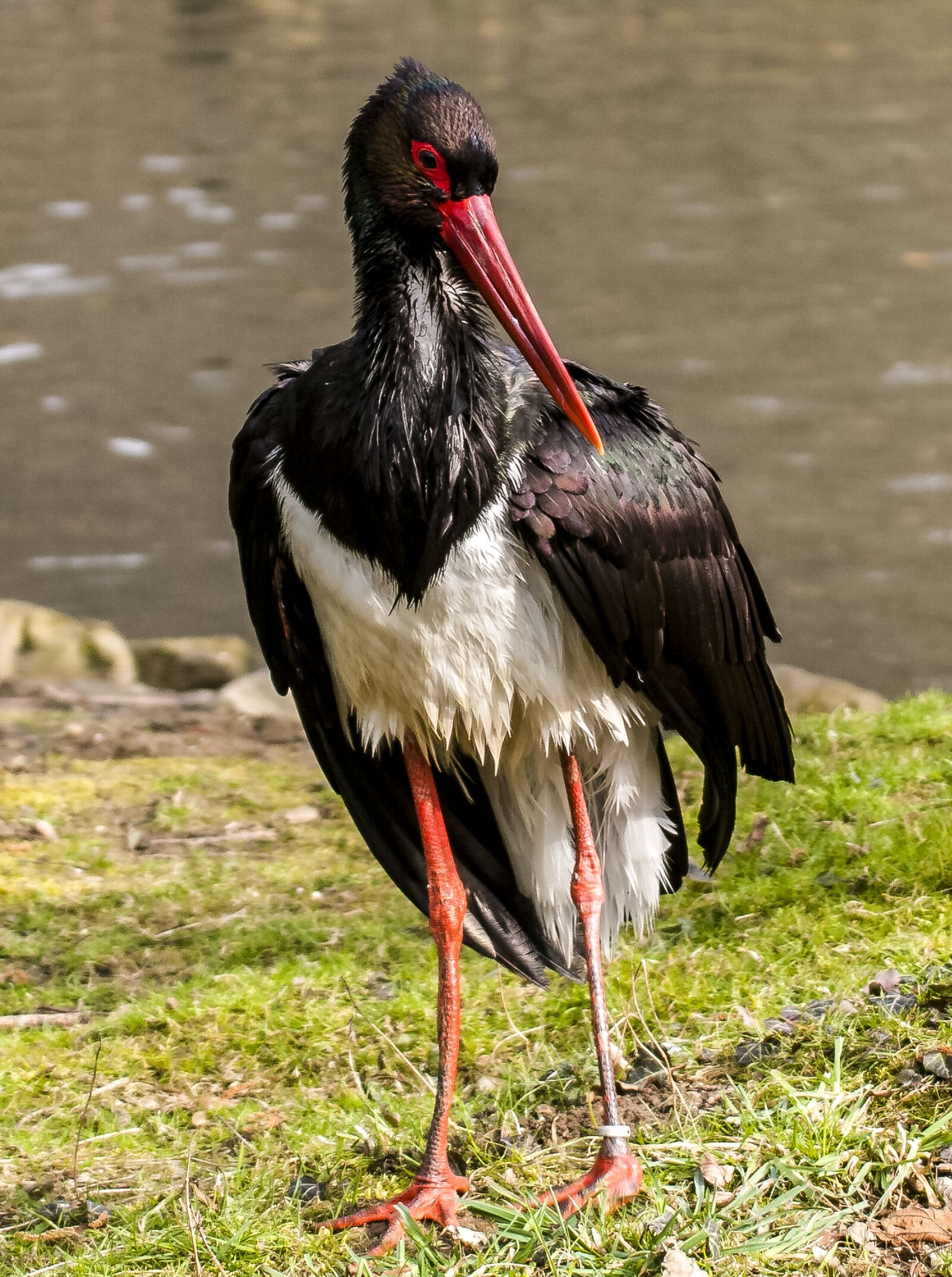 Olympus E-3 sample photo. Black stork, stork, bird photography