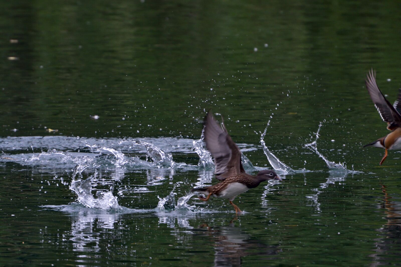Nikon D500 sample photo. Waters, pond, reflection photography