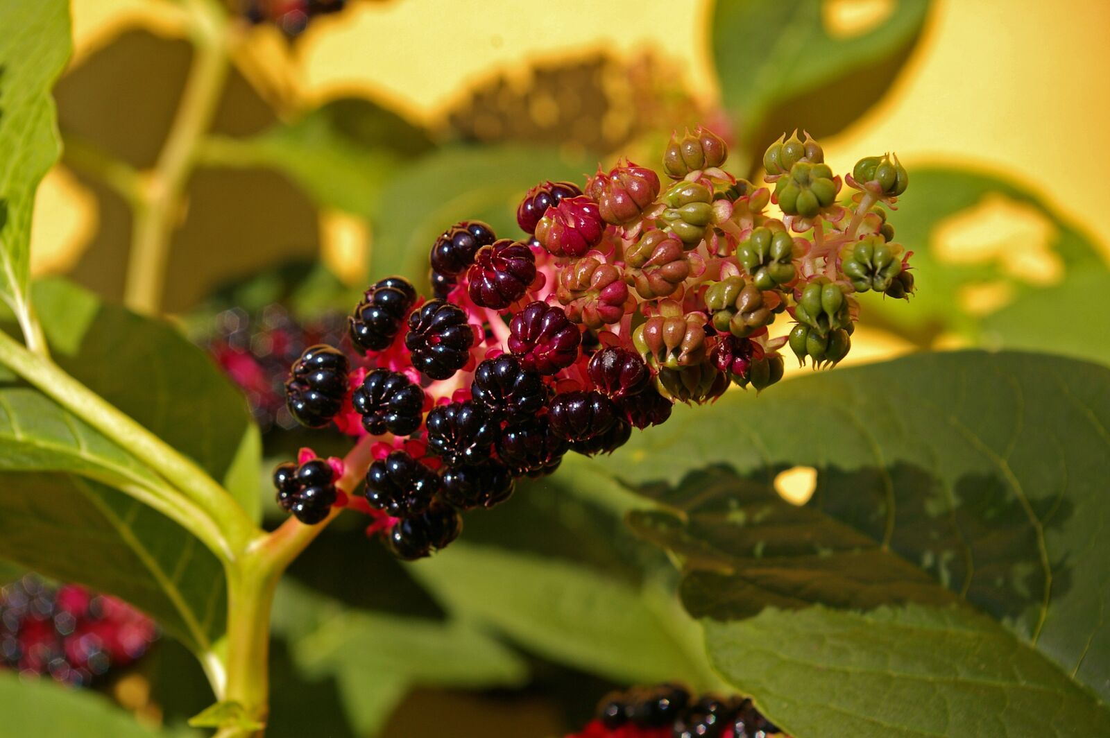 Pentax *ist DL2 sample photo. Pokeweed, berries, garden photography