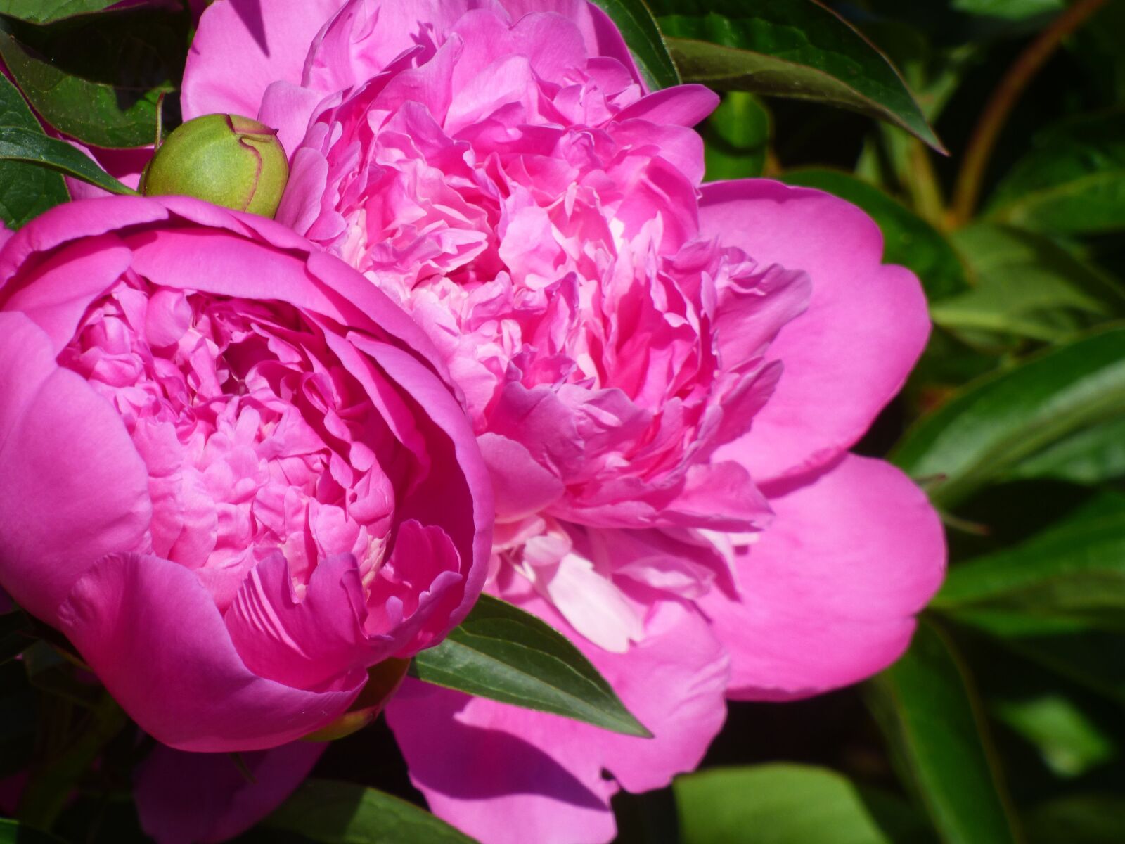 Panasonic DMC-FZ72 sample photo. Peony, pink, nature photography