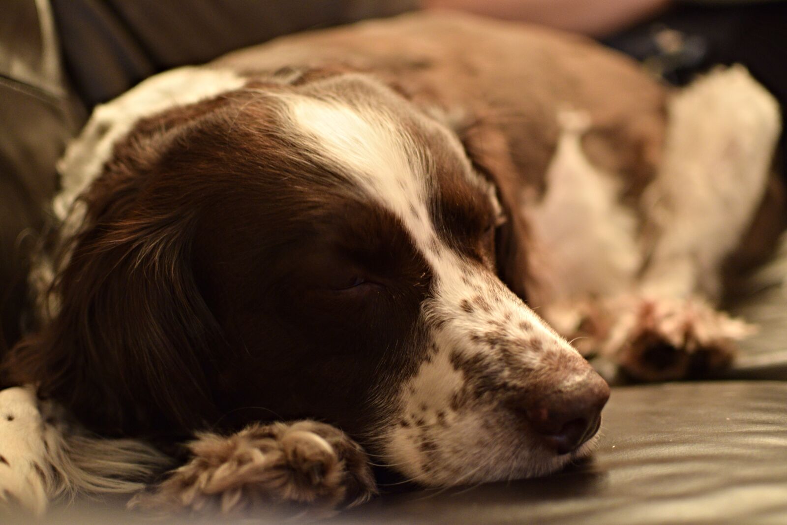Nikon D3300 sample photo. Dog, sleeping dog, spaniel photography