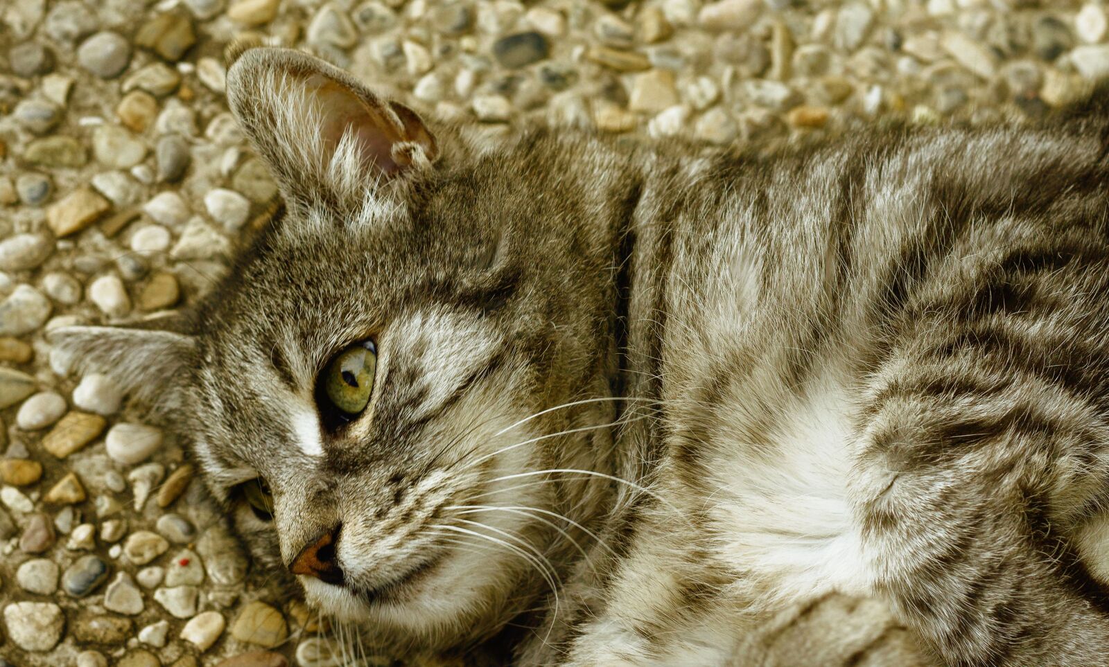 Nikon D7200 sample photo. Cat, satisfied, lying photography