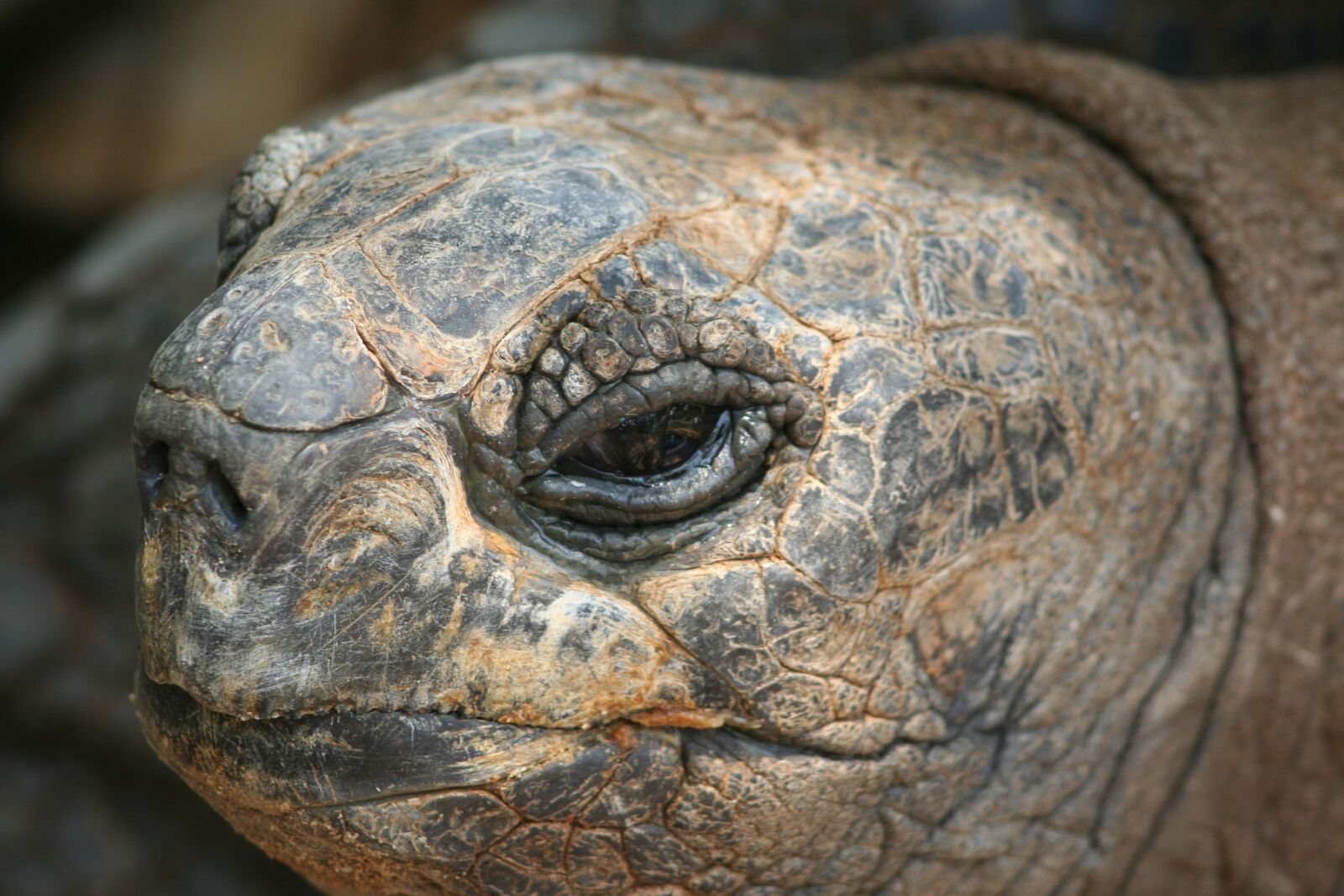 Canon EOS 350D (EOS Digital Rebel XT / EOS Kiss Digital N) sample photo. Reptile, animal, nature photography
