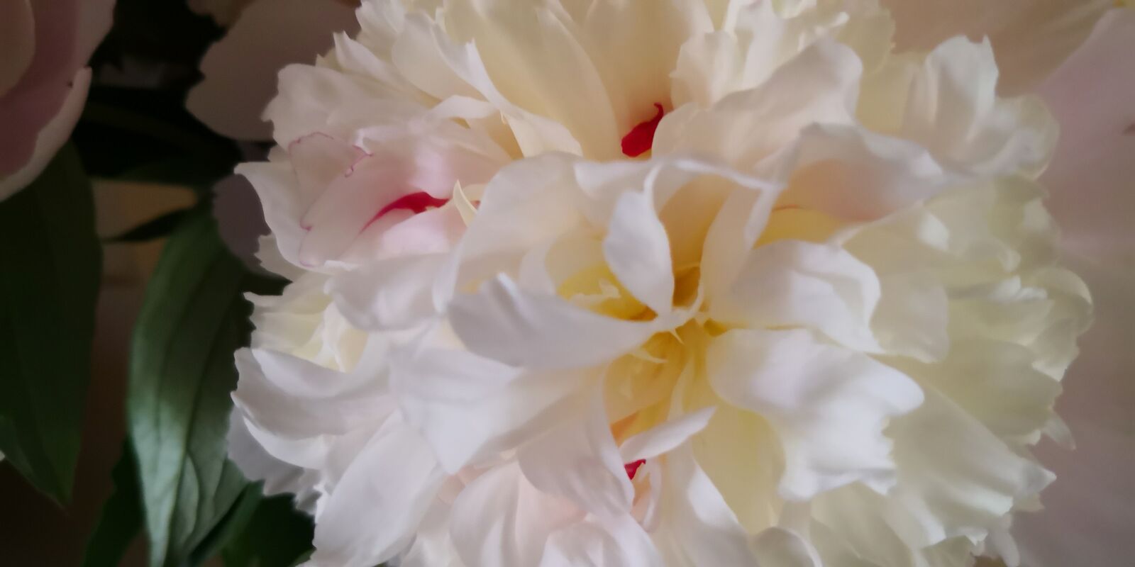 HUAWEI Mate 10 Pro sample photo. Flower, nature, plant photography