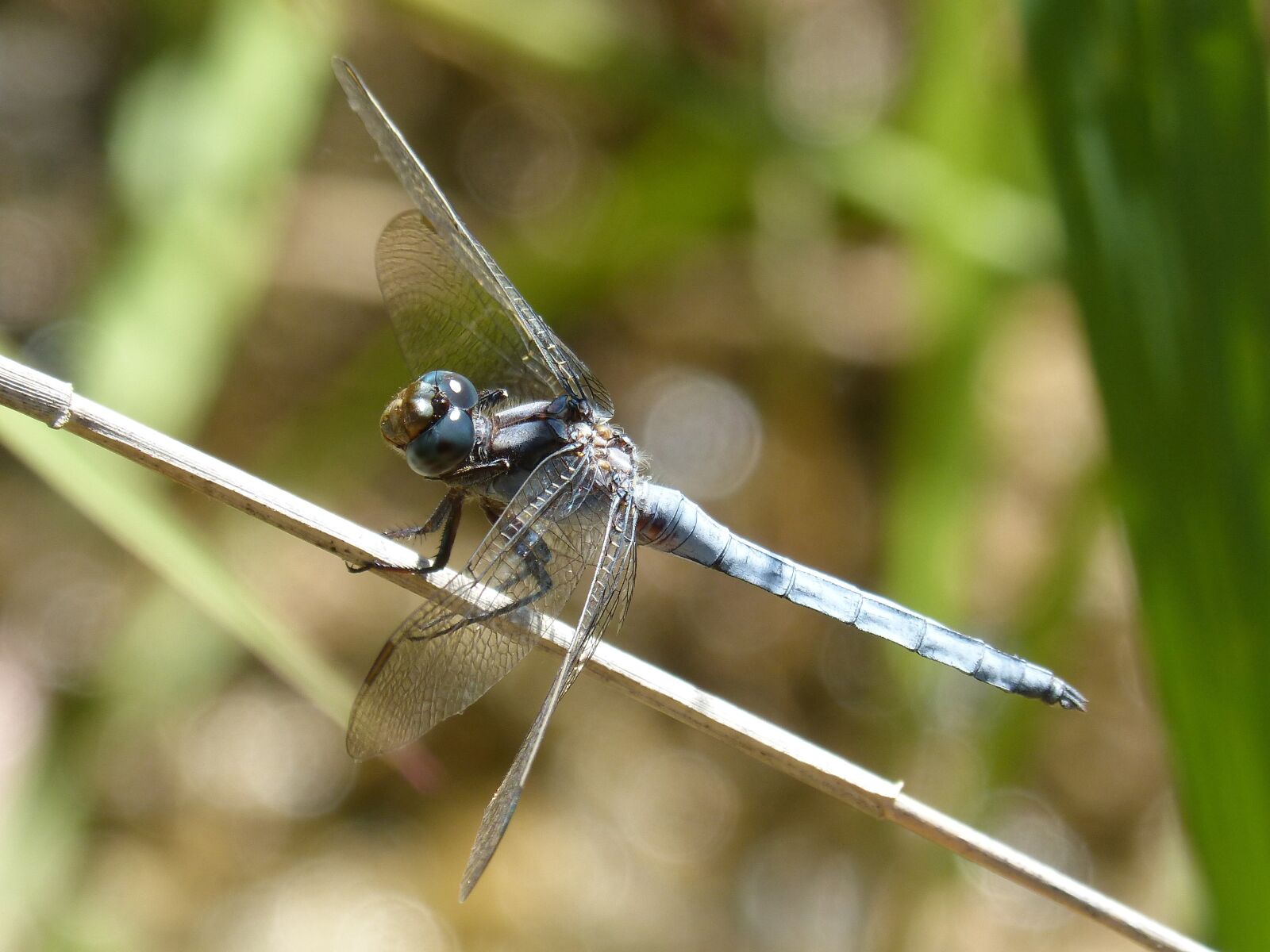 Panasonic DMC-FZ62 sample photo. Blue dragonfly, branch, dragonfly photography
