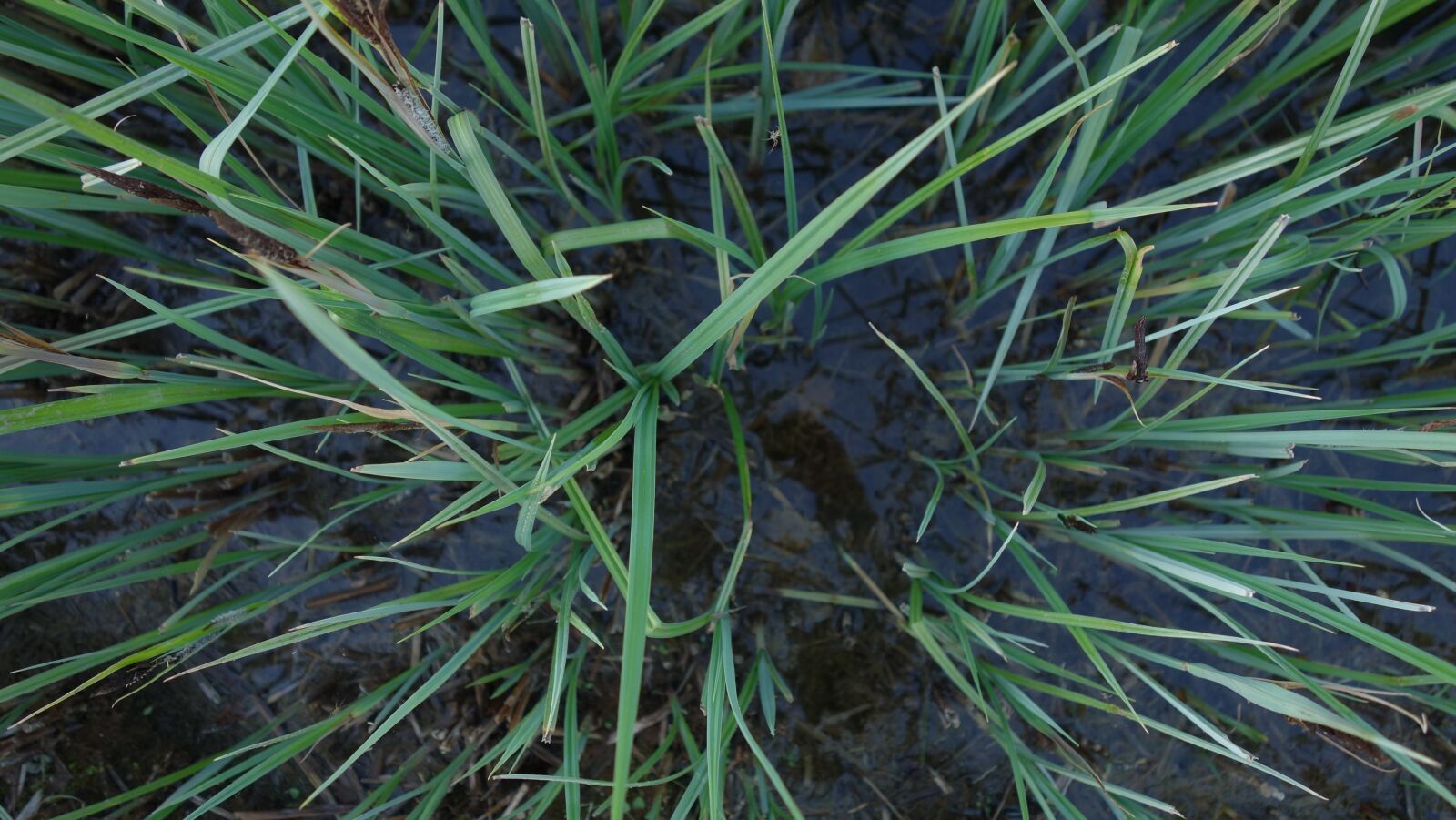 Sony Cyber-shot DSC-RX100 sample photo. Close up, grass, nature photography