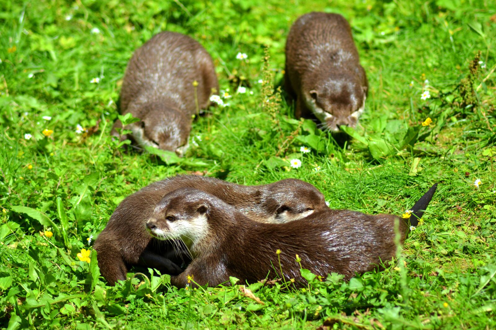 Nikon D3100 sample photo. Otter, animal, pack photography