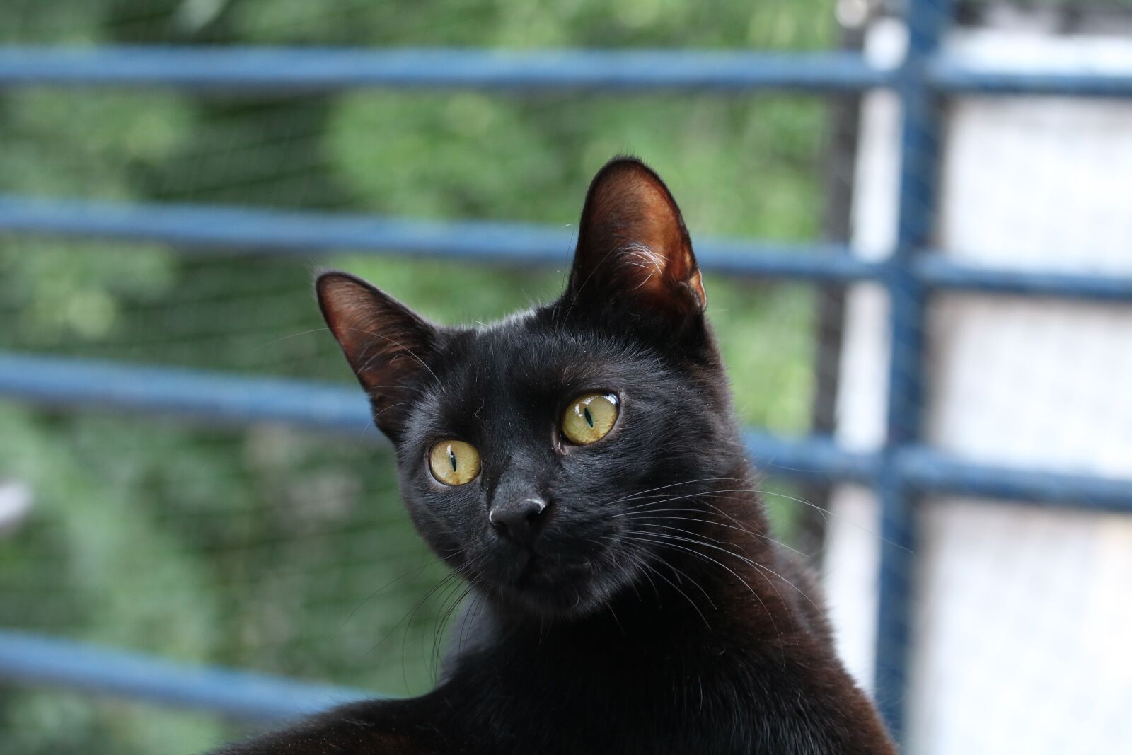 Canon EOS 750D (EOS Rebel T6i / EOS Kiss X8i) + Canon EF-S 60mm F2.8 Macro USM sample photo. Black cat, mammal, animal photography