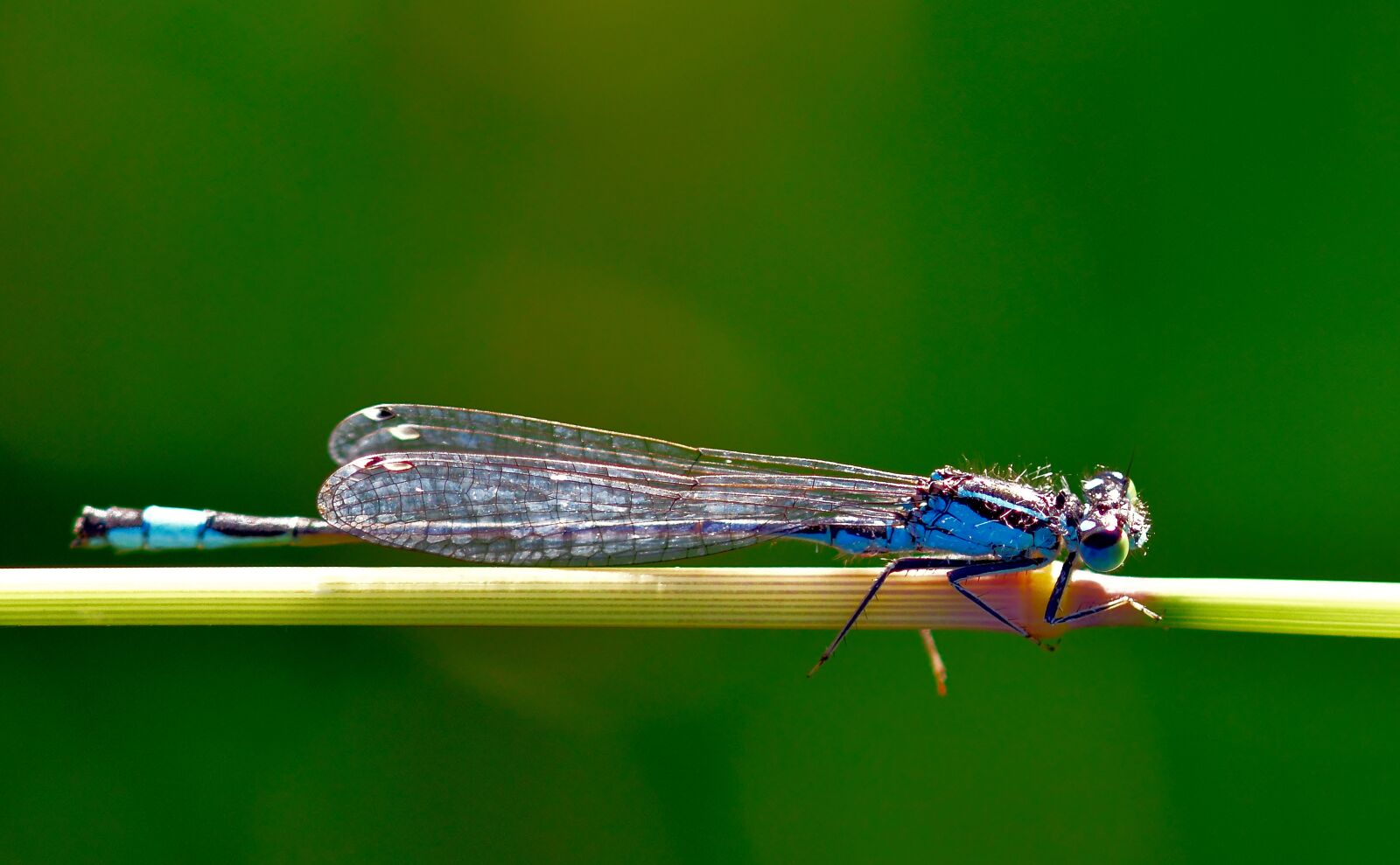 Nikon D5200 sample photo. Dragonfly, sun, close up photography